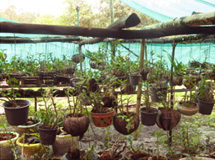 Orchid nursery in Tung Nang Dam village