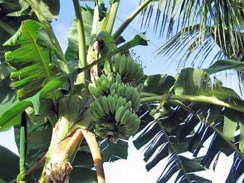 Southern Thailand Image Gallery