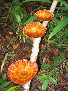 Southern Thailand Image Gallery