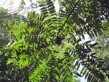 Southern Thailand Image Gallery