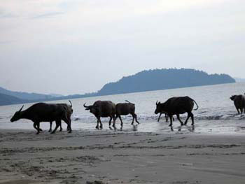 Southern Thailand Image Gallery