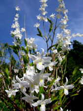 Thailand Island tours - Koh Ra Ecolodge