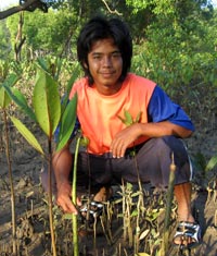 Mangrove Restoration on Tung Dap
