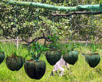 Tung Nang Dam Orchid Conservation Project