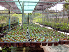 Ecotour Activities - tropical orchid conservation