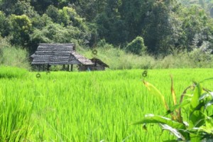 MaeLana Rice Field