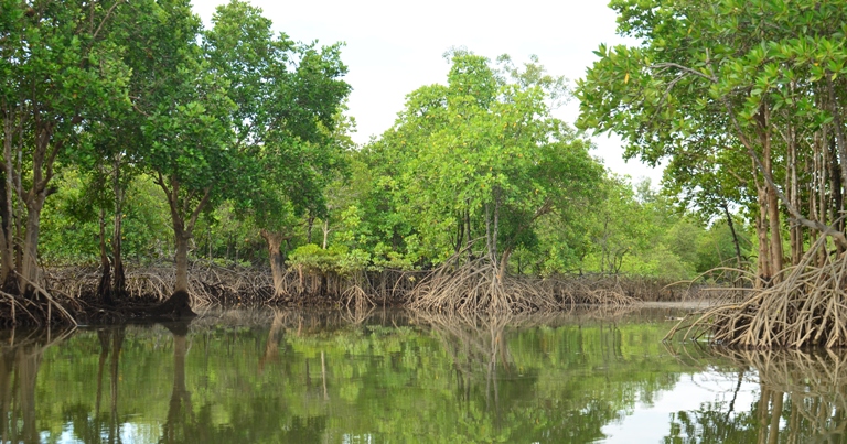 Andaman Coast Mangroves