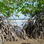 mangroves1