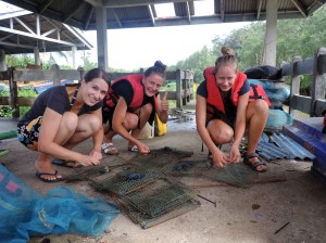 Preparing crab traps for mangrove tour